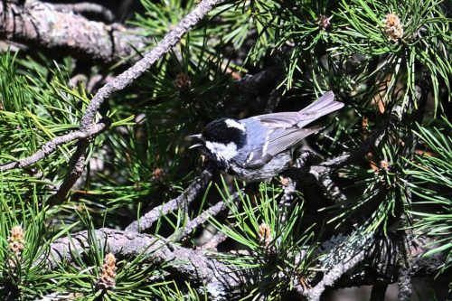 Mésange noire
