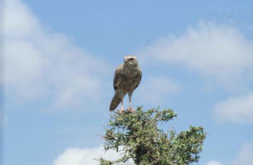 Kenya - Réserve de Masaï-Mara