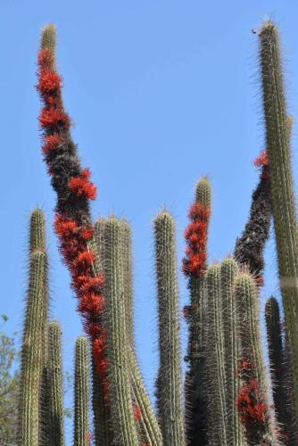 Cactus (Echinopsis chiloensis)