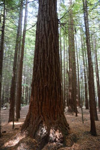 Forêt de Redwood 