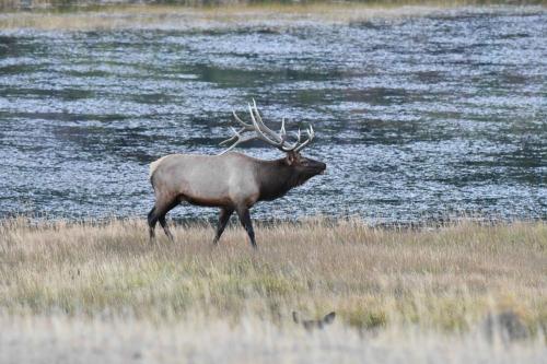 Wapiti