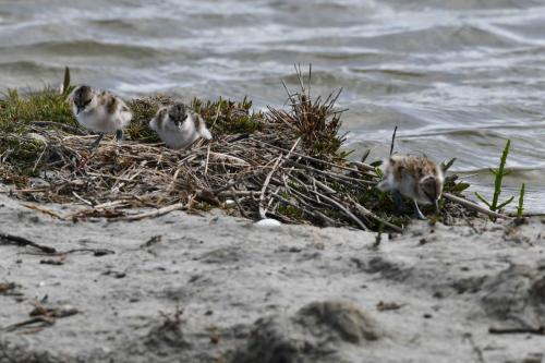 Avocettes élégantes