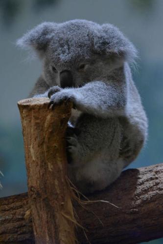 Koala