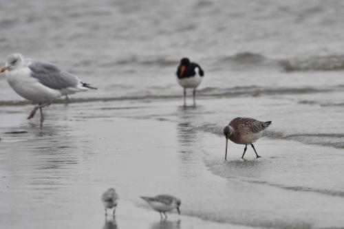 Barge rousse, bécasseaux sanderlings, huîtrier pie et goéland argenté