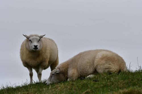 Moutons de race Texel