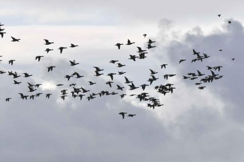 Vol de Bernaches cravants