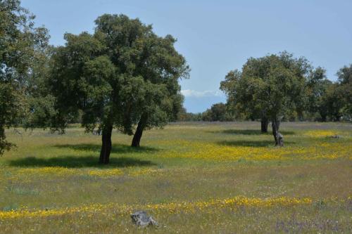 Parc national de Monfrague vers Portilla del Tiètar