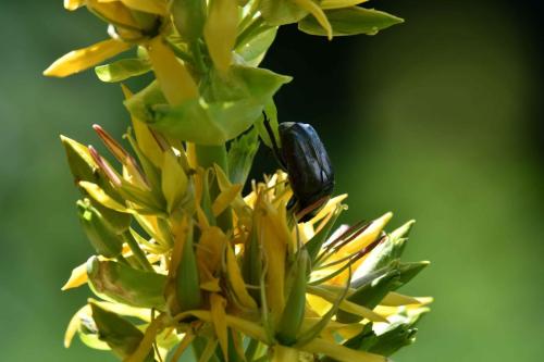 Cétoine sur gentiane