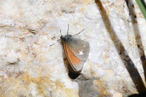 Fadet de la mélique