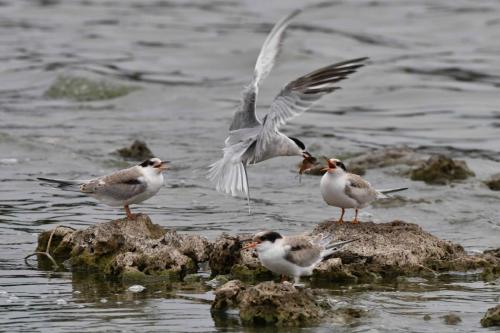 Sternes pierregarins