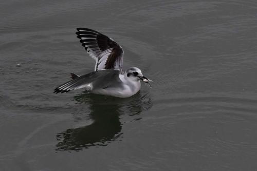 Mouette pygmée (1ère année)