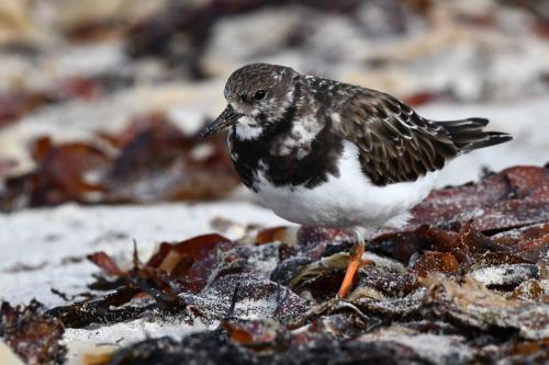 Tournepierre à collier