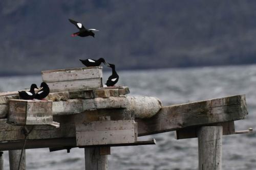Guillemots à miroir