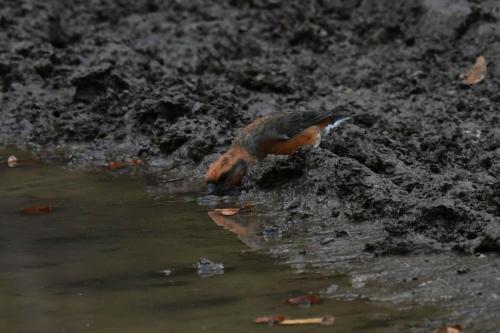 Bec-croisé des sapins
