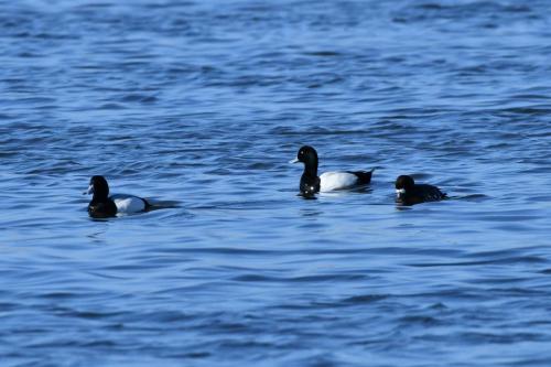 Fuligules milouinans