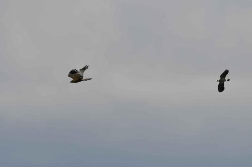 Busard des roseaux et vanneau huppé