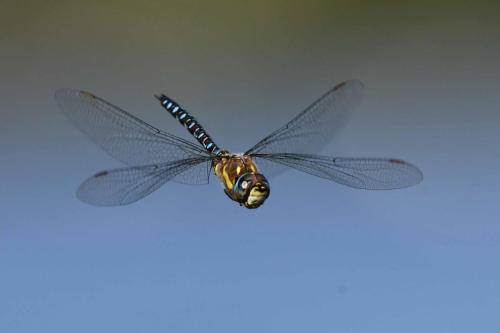 Aeschne mixte