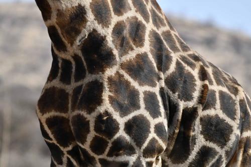 Girafe