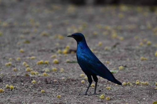 Choucador de Burchell