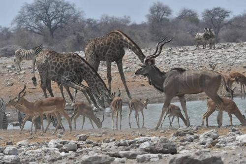 Girafes, impalas à face noire, koudous du Zambèze