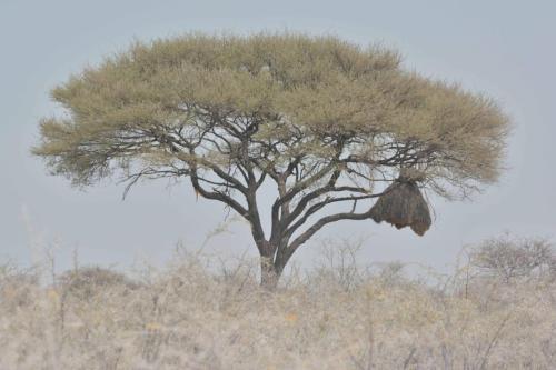 Nid de Républicains sociaux