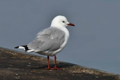 Mouette à tête grise