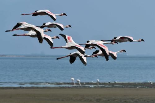 Flamants nains