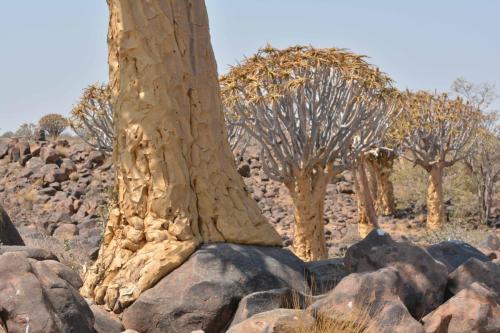 Quiver tree forest