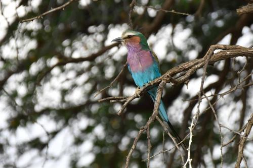 Rollier à longs brins