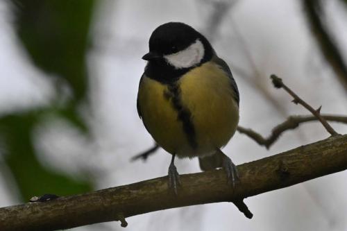 Mésange charbonnière