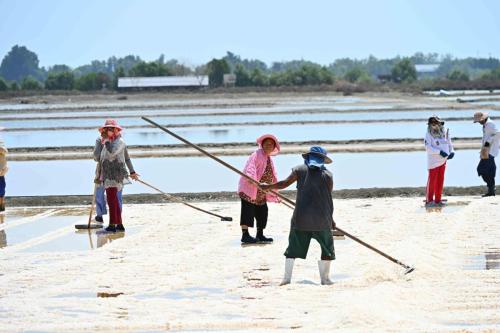 Récolte du sel à Khok Kham