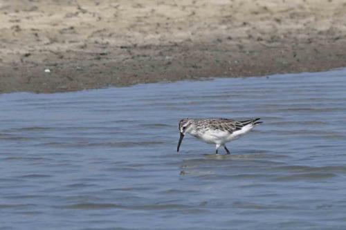 Bécasseaux falcinelles