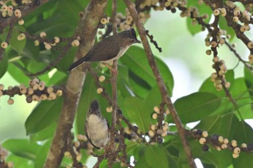 Yuhinas à tête marron