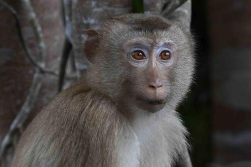 Macaque de Birmanie