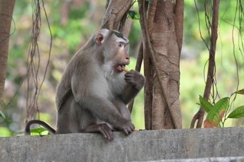 Macaque de Birmanie dégustant les gateaux qu'il vient de nous voler...