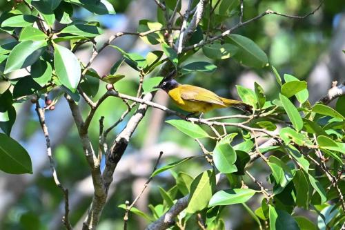 Bulbul à huppe noire