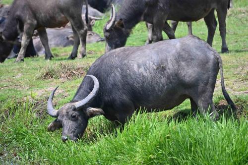 Buffles domestiques