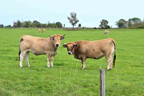 Vaches Aubrac