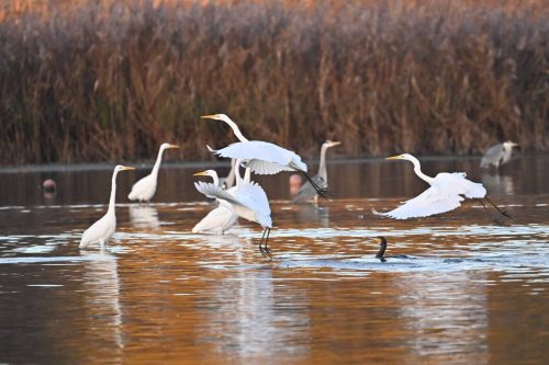 Grandes aigrettes et héron cendré