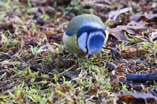 Mésange bleue
