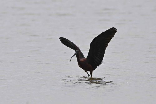 Ibis falcinelle