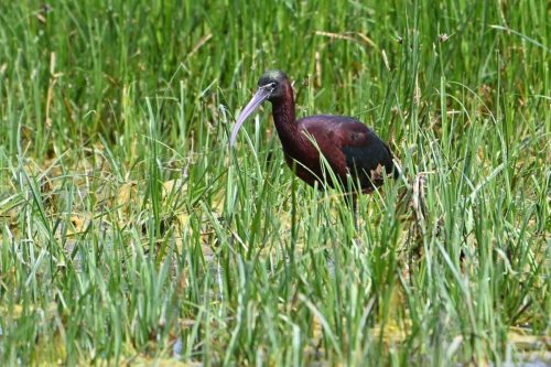 Ibis falcinelle