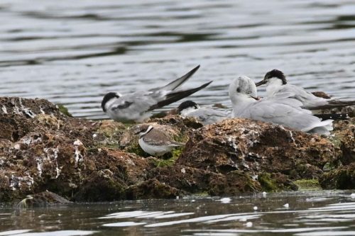 Petit gravelot, Sternes pierregarins et Mouette rieuse