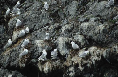 Mouettes tridactyles