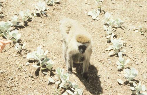 Kenya - Réserve de Masaï-Mara - Singe vervet