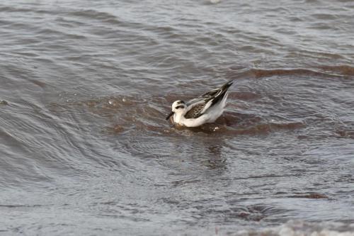 Phalarope à bec large