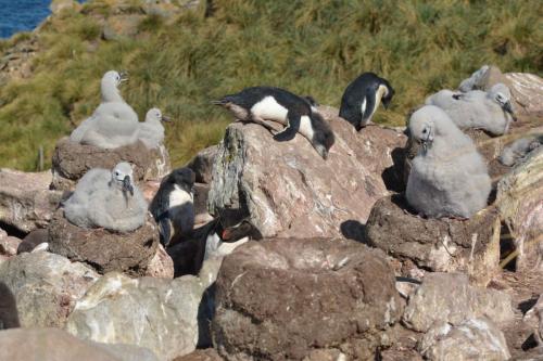 Albatros à sourcils noirs