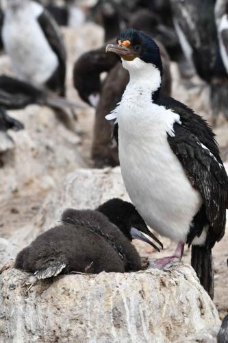 Cormorans impériaux
