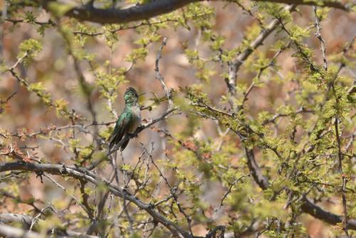 Colibri du Chili