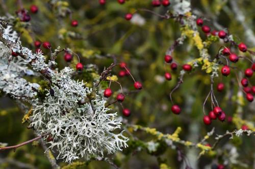 Lichen et Aubépine
